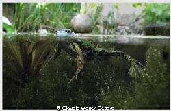 frog - relaxed......
freshwater by Claudia Weber-Gebert 